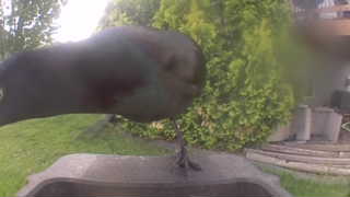 american crow