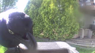 american crow