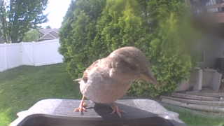 house sparrow