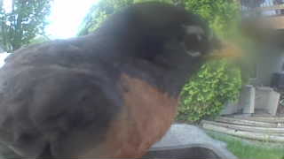 american robin