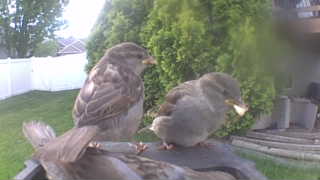 house sparrow