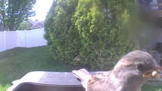house sparrow