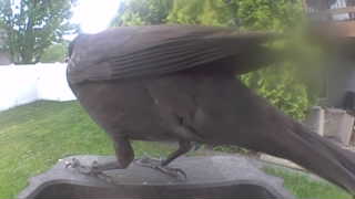 american crow