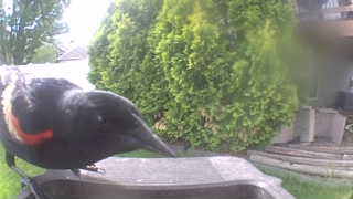red-winged blackbird
