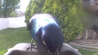 european starling