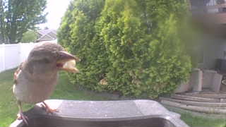 house sparrow