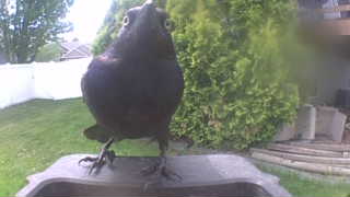 common grackle