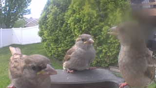 house sparrow