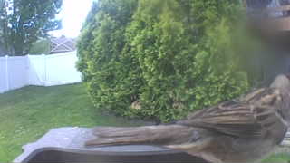 house sparrow