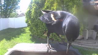 red-winged blackbird