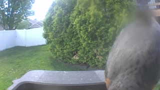 american robin