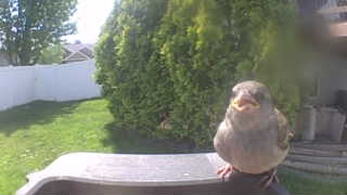 house sparrow