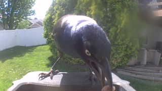 common grackle