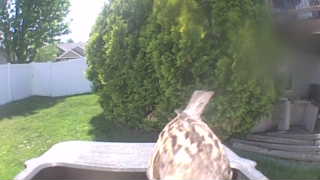 juvenile red-tailed hawk