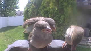 house sparrow