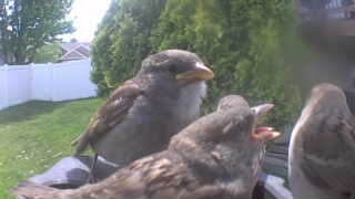house sparrow