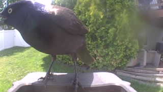 common grackle