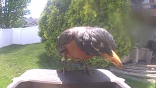 american robin