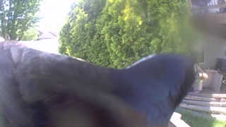 common grackle