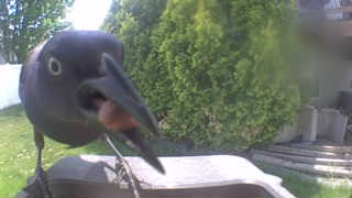 common grackle