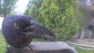 american robin