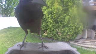 common grackle