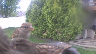 house sparrow