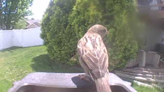 house sparrow