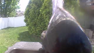 common grackle
