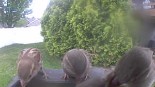 house sparrow