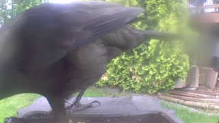 american crow
