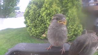 house sparrow