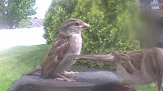 house sparrow