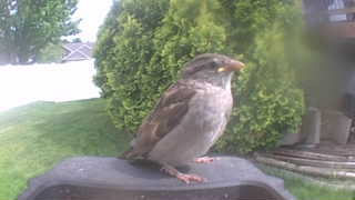 house sparrow