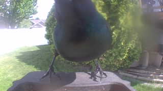 common grackle