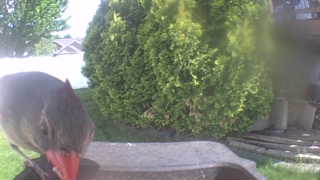 northern cardinal