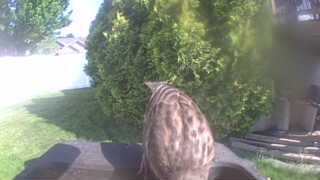 house sparrow
