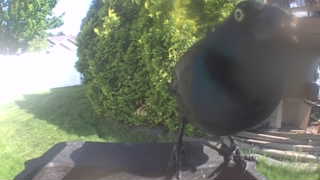 common grackle