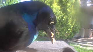 common grackle