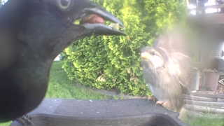 american crow