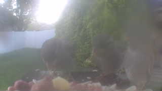 house sparrow