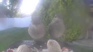 house sparrow