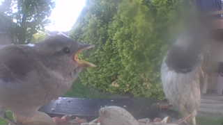 house sparrow