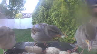 house sparrow