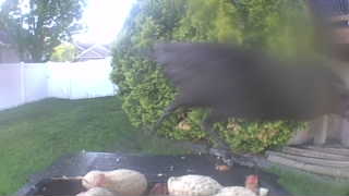 common grackle
