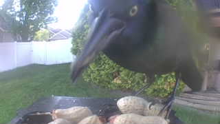 common grackle
