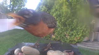 american robin