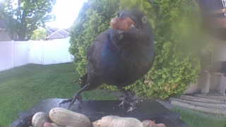 common grackle
