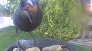 american crow