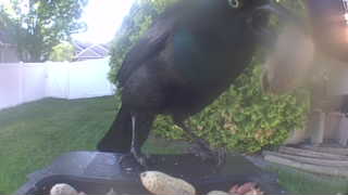 common grackle